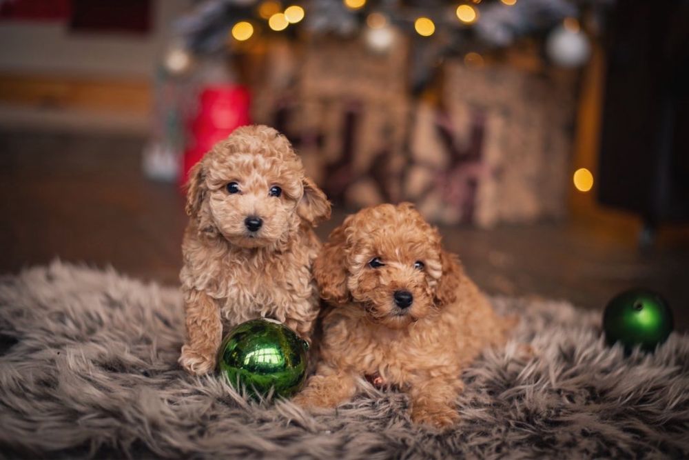 Той пудель  вязка , документи КСУ FCI