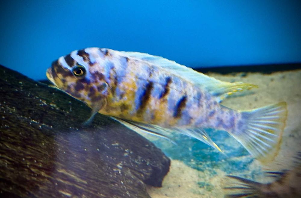 Metriaclima fainzilberi , Makonde MC/O pyszczaki Malawian