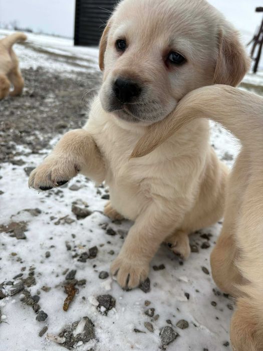 Oddam małe labradorki