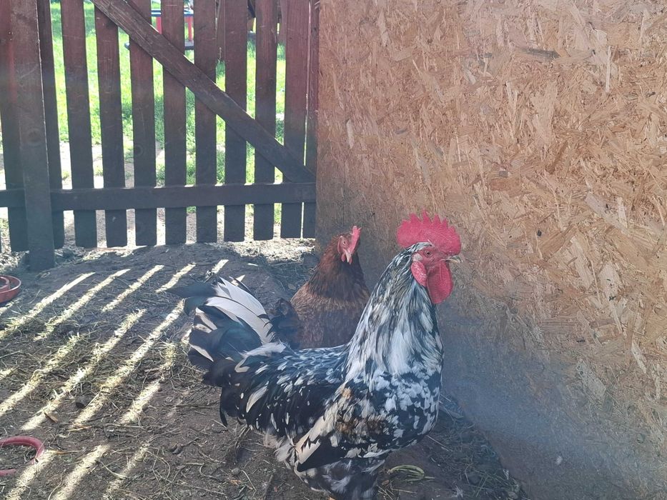Kogut ancona leghorn