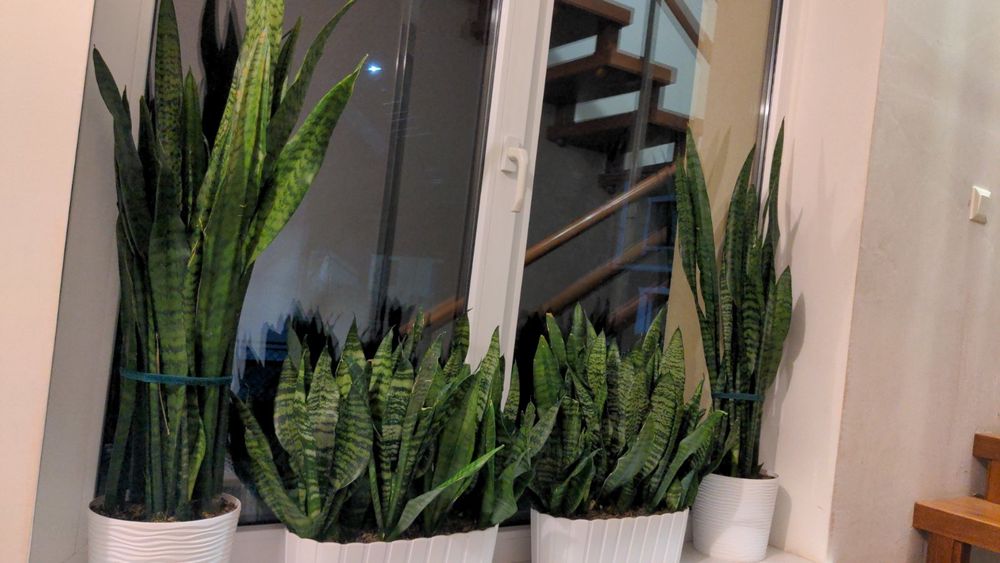 Вазон сансевієрія