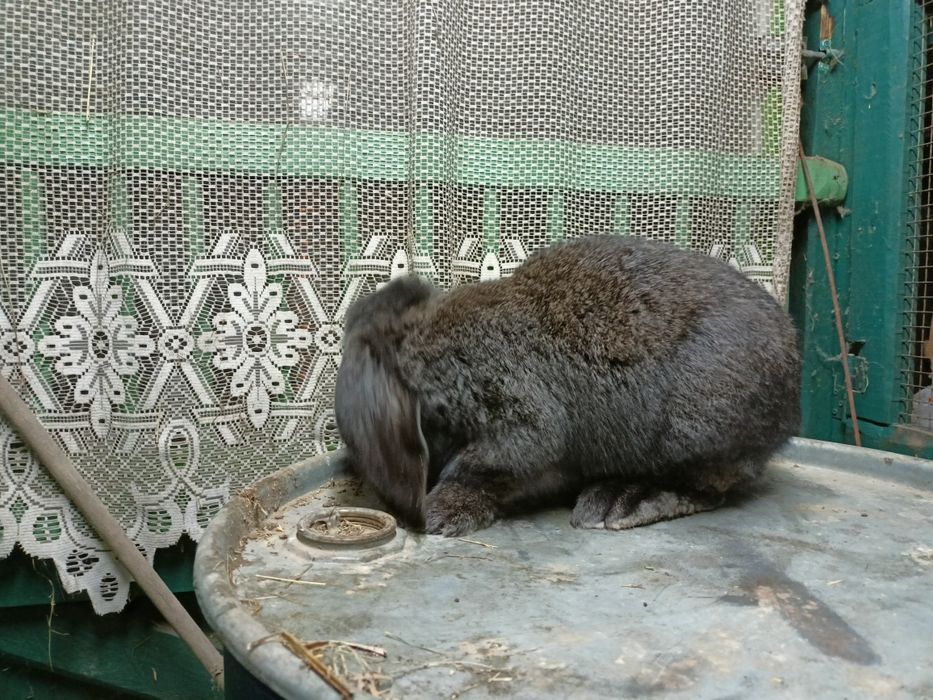 Baran Francuski czarny, żelazisty.