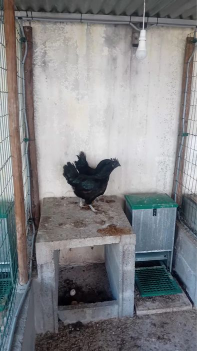 Galinhas Aramy Ceramy