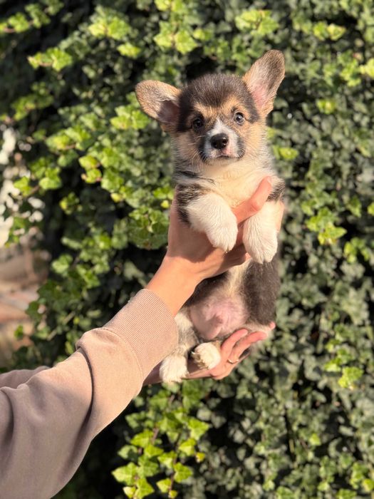 Шикарні цуцики Коргі Пемброк