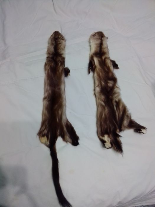 Шкурки ласки вичинка 2 штуки Киев
