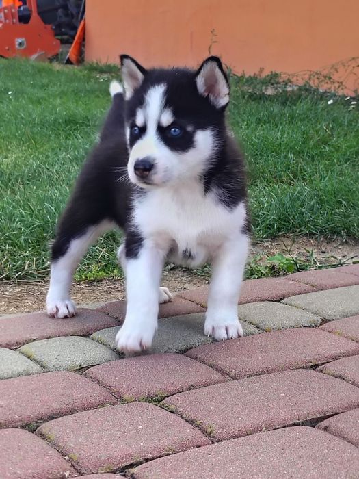 Szczeniak Syberian Husky