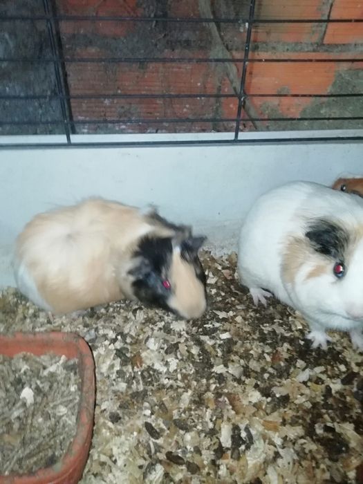 Porquinho da Índia
