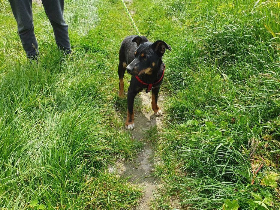 Roczny, przyjazny Pikselek do adopcji