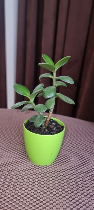 Продаю комнатный цветок денежное дерево