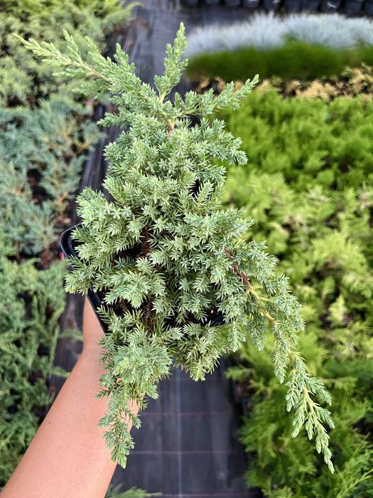 Саджанці вічнозелених хвойних декоративних рослин, гортензії і ягідні