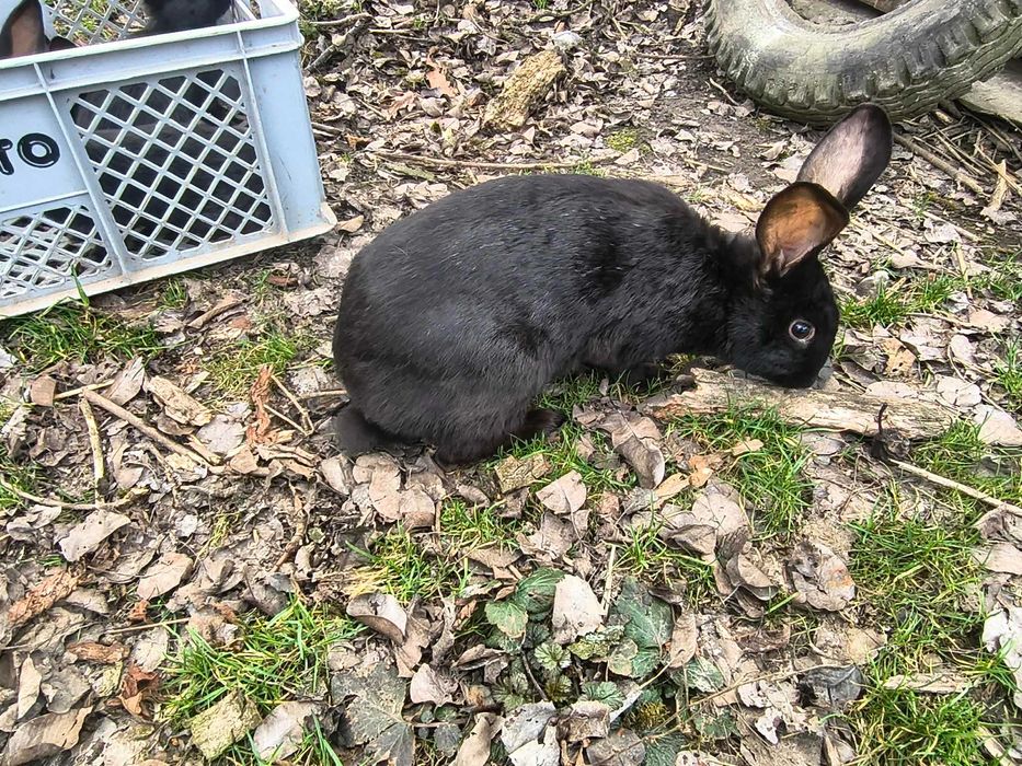 królik samica  młoda