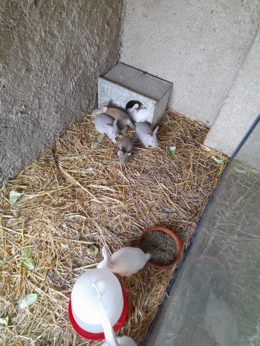 Vendo Coelhos Caseiros