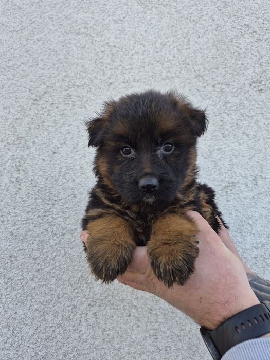 Owczarek niemiecki długowłosy