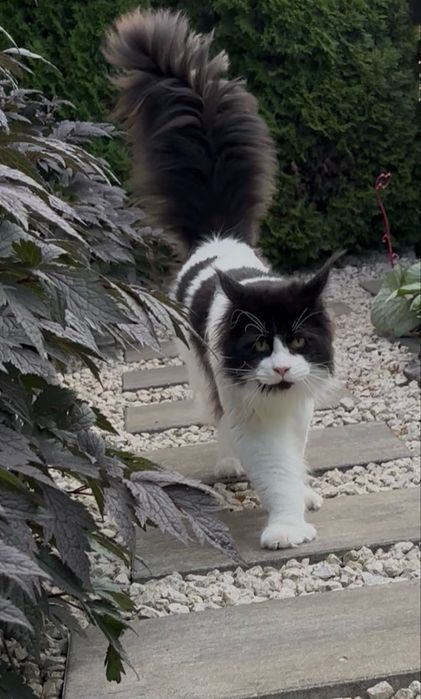 Roczny kocurek maine coon Rodowód FPL/FIFE opcja do hodowli