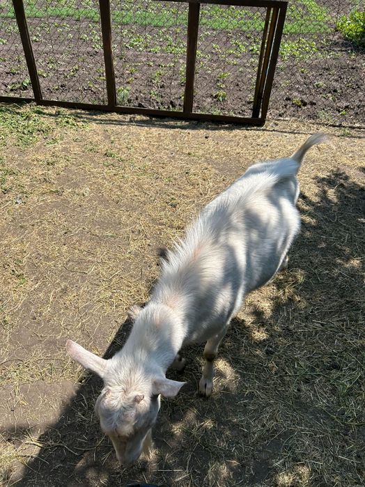 Коза, Козел , Козенята