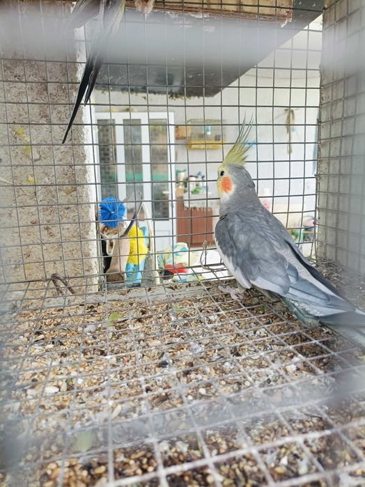 Ring neks reprodutores