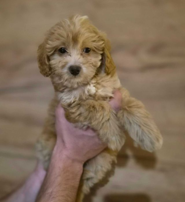 Labradoodle Sunia