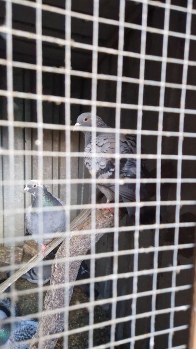 Oddam gołębie pocztowe