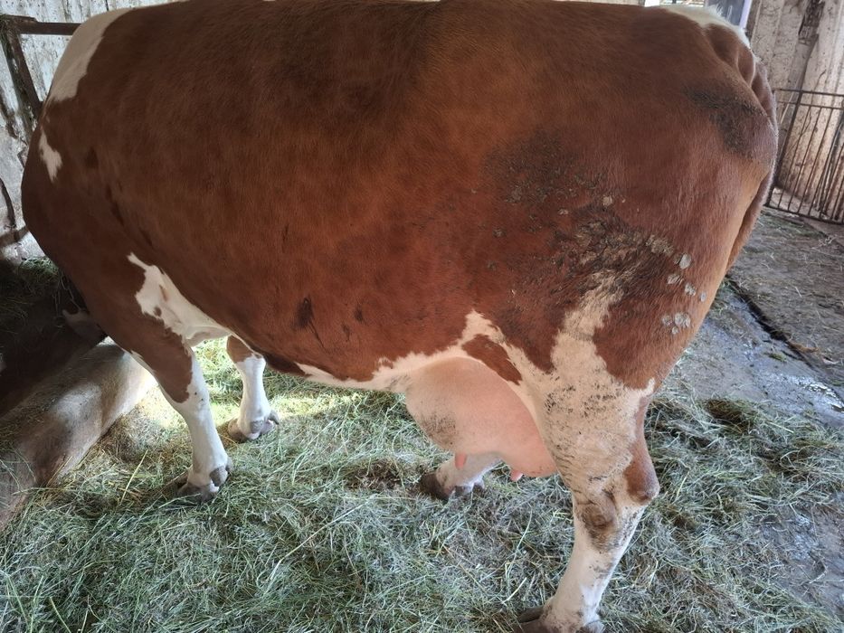 Krowa simental 6 lat Cielna