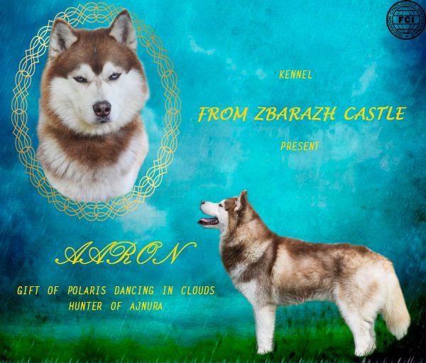 Шоколадний голубоокий хаскі КСУ