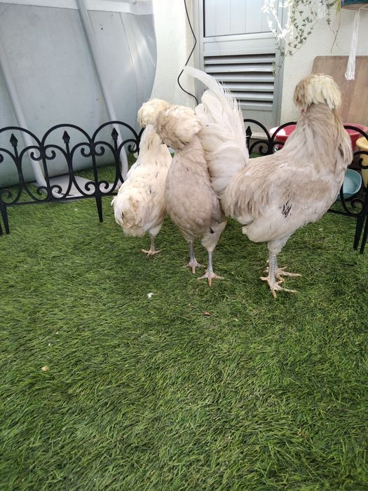 Paduanas (casal ou trio)