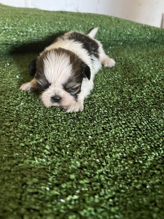 Shi-tzu.excelemte macho pequenino