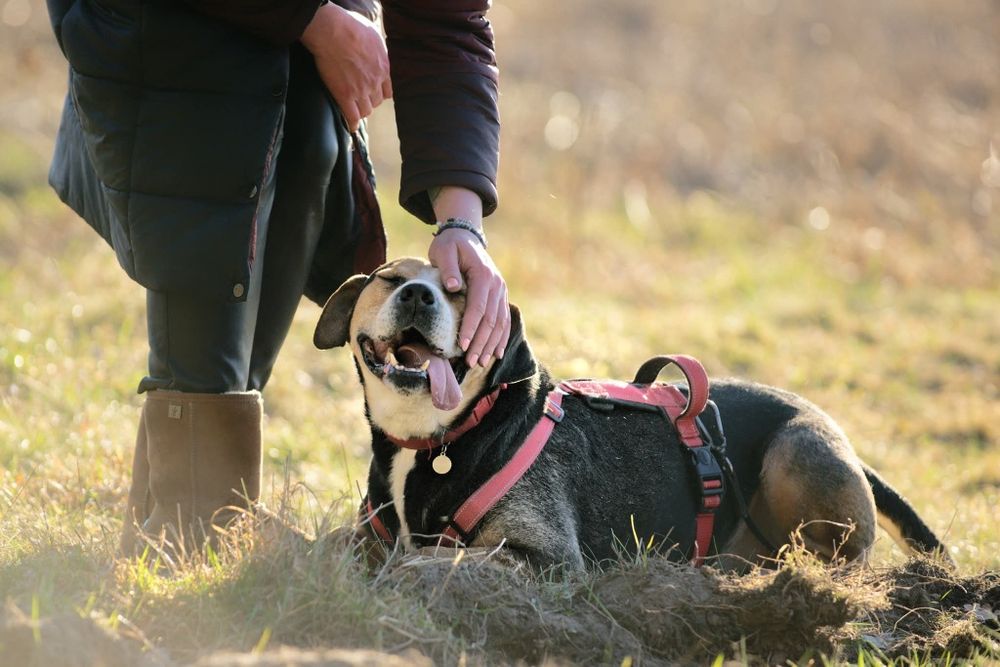 Falko, pies z duszą aniola blaga o dom