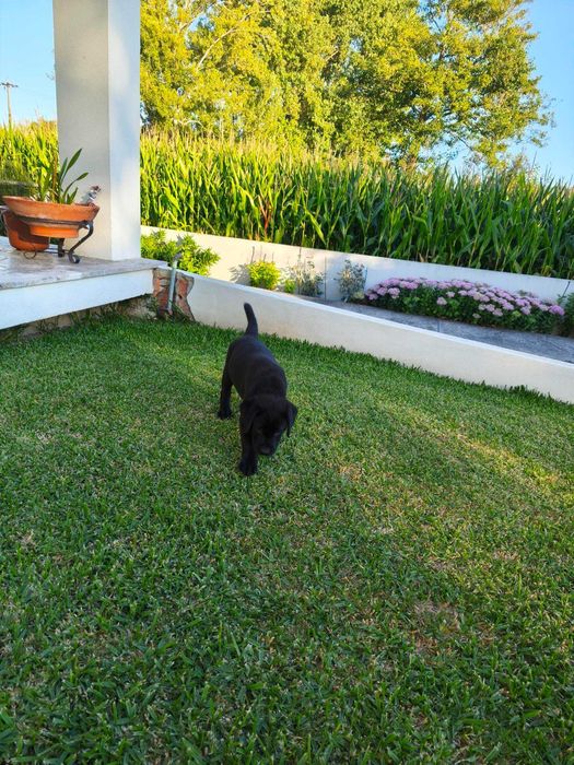 Labrador Preto Pruro
