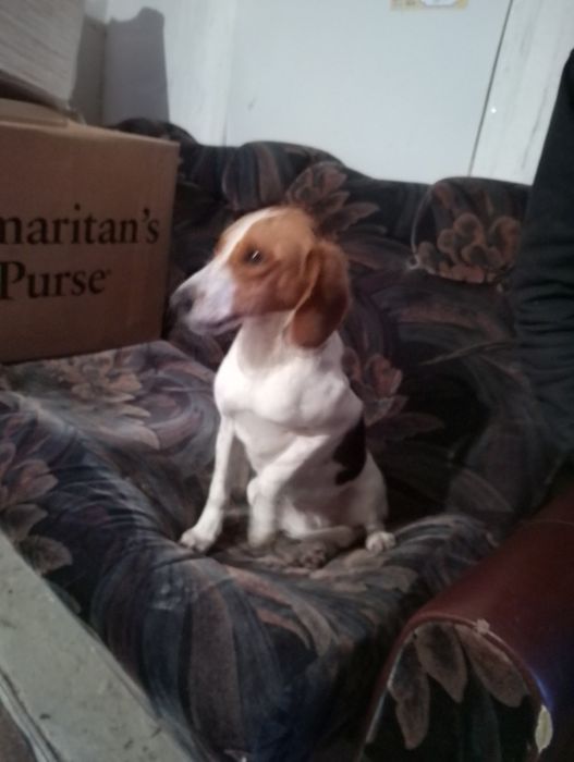 Собачка в добрі руки!