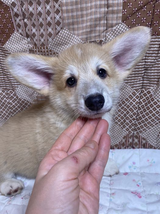 Мальчики Вельш-корги пемброк