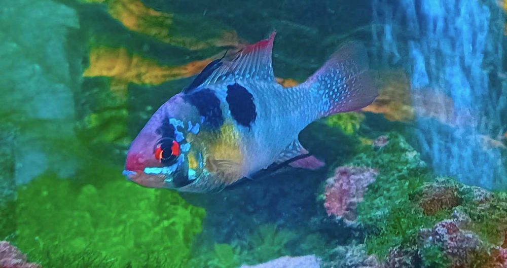 Mikrogeophagus Ramirezi German Blue Macho XL (Fotos Reais)