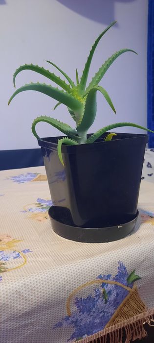 Кімнатні рослини на обмін