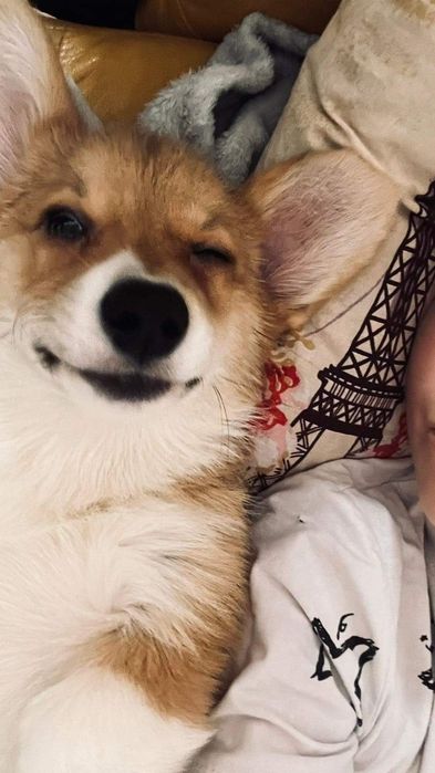 Мальчики  вельш корги пемброк