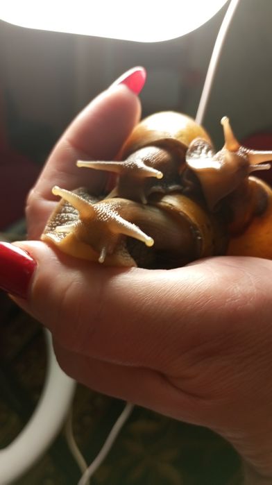 Ахатина Фуліка стандарт