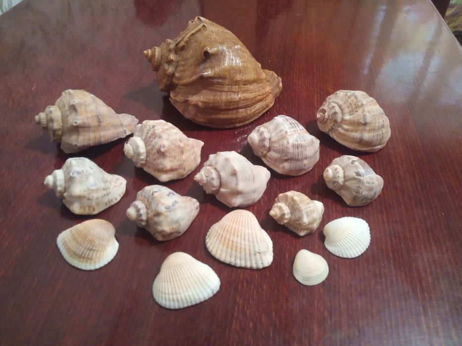 Ракушки рапана .