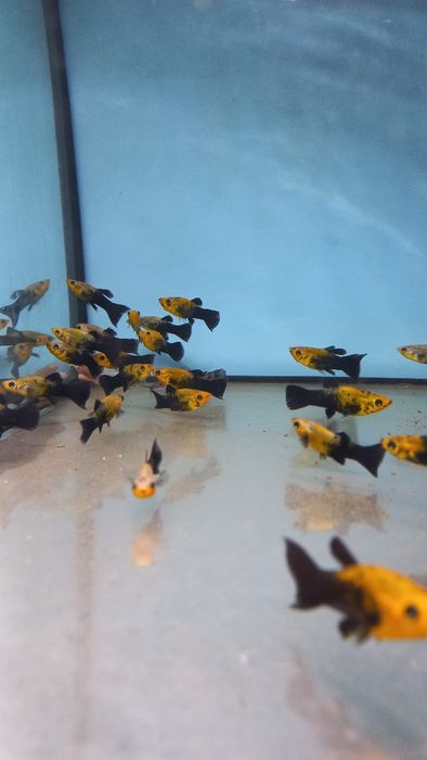 molinezja czarno żółta