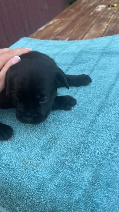 Чернівецька область,місто Сокиряни