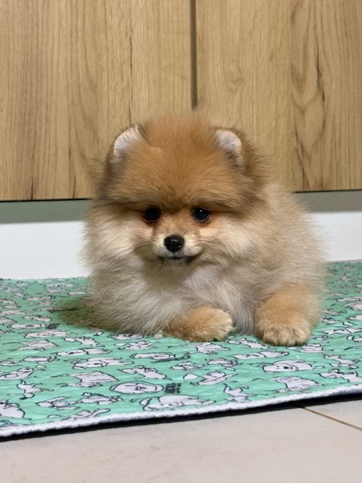 Mini szpic miniaturowy – słodka i puszysta dziewczynka!