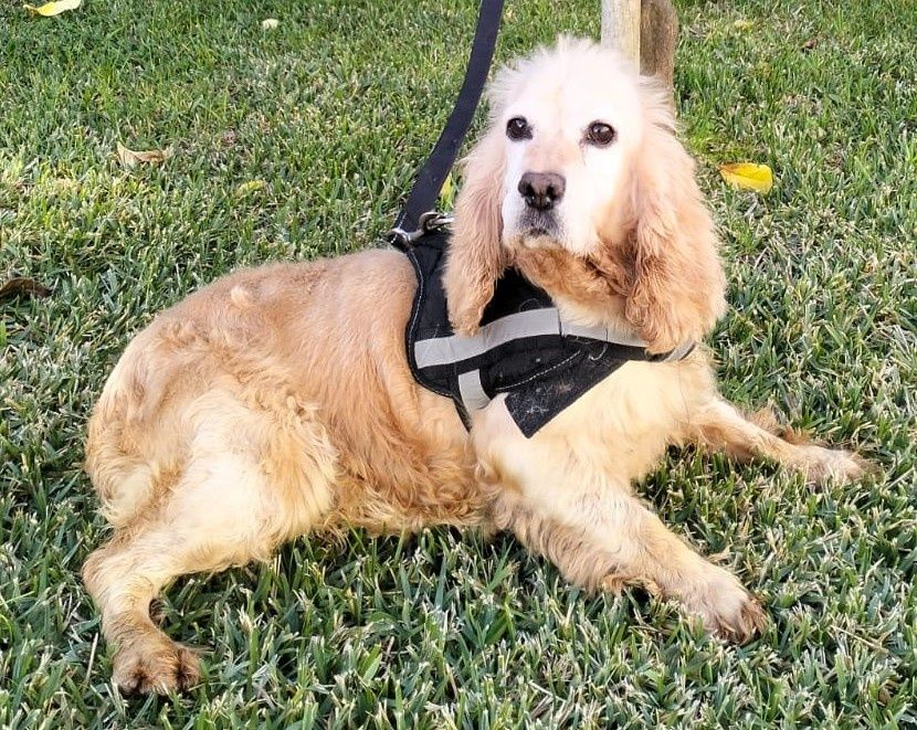 Coockie- cachorra de porte pequeno/ médio para adoção