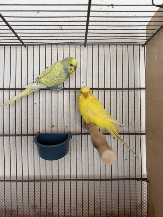 Casal de Periquitos
