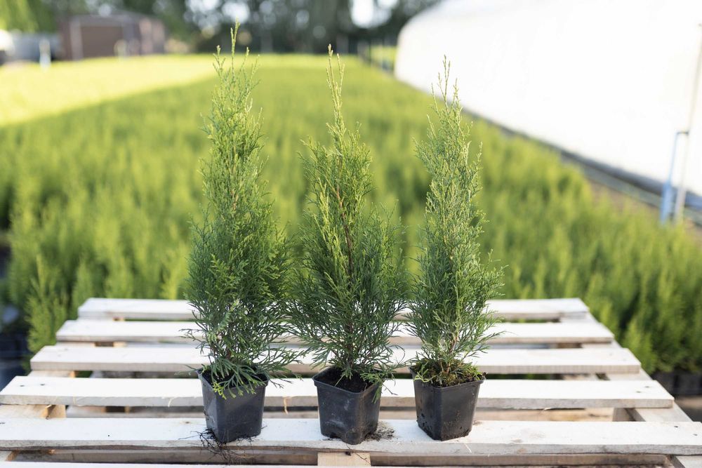 Tuja Tuje Thuja Szmaragd 40-50 cm. PRODUCENT, DOSTAWA GRATIS!