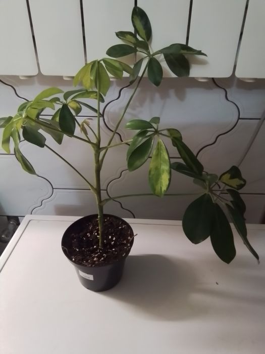 Kwiaty domowe szeflera, difenbachia, aloes, zielistka, trzykrotka, san