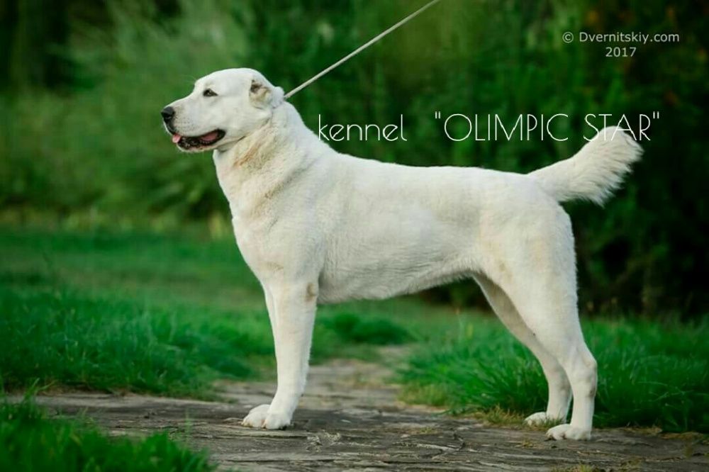 Щенки среднеазиатской овчарки, сао ,питомник алабаев