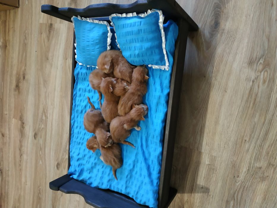 Малыши Карандаши Красные прекрасные Мейн куны