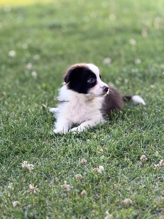 Szczeniaczek  Śliczna Suczka Border Collie Czekoladka