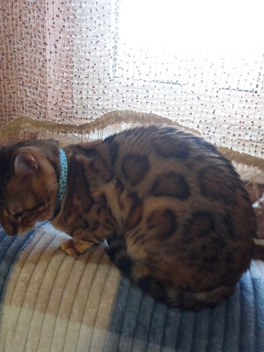 Кот бенгал вязка