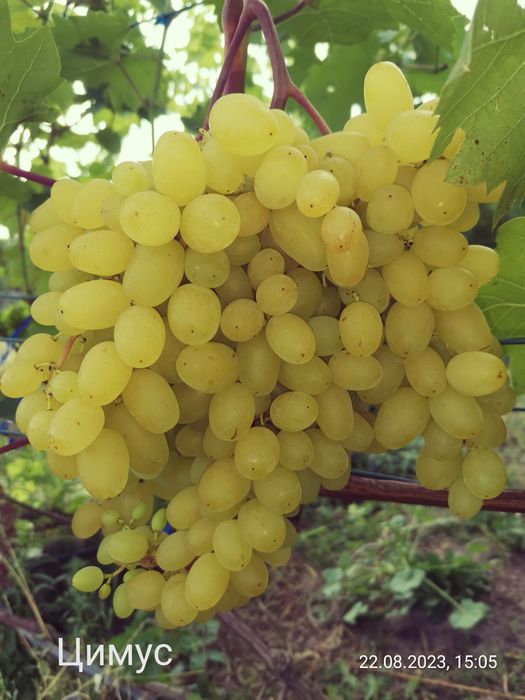 Черенки винограду