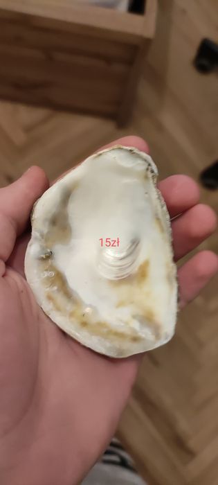 Prawdziwe muszle wyłowione w chorwacji