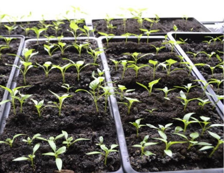 Грунт, земля для розсади.