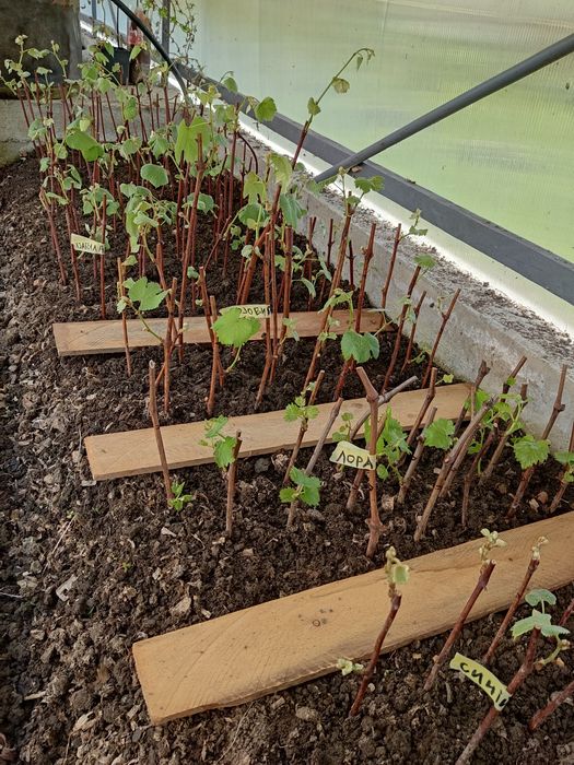 Виноград, Саджанці, Ізабелла, Лідія, Мускат, Одеський чорний, Синій